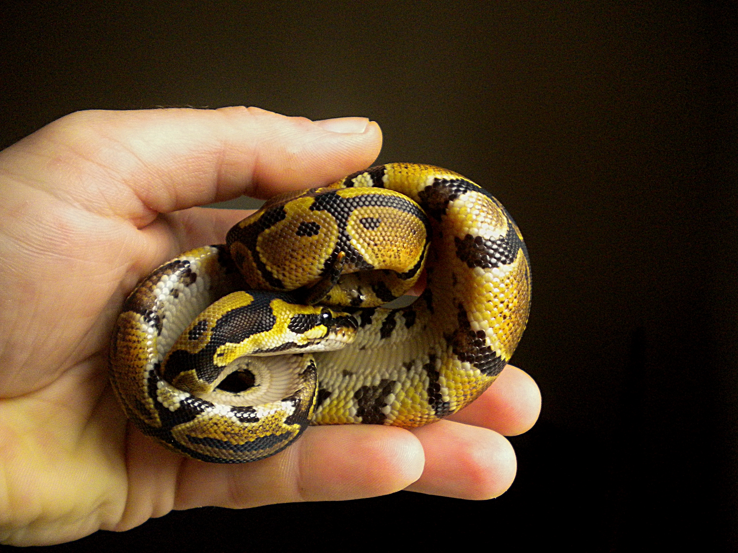 ball python hatchling 2013