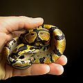 ball python hatchling 2013