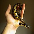 ball python hatchling 2013