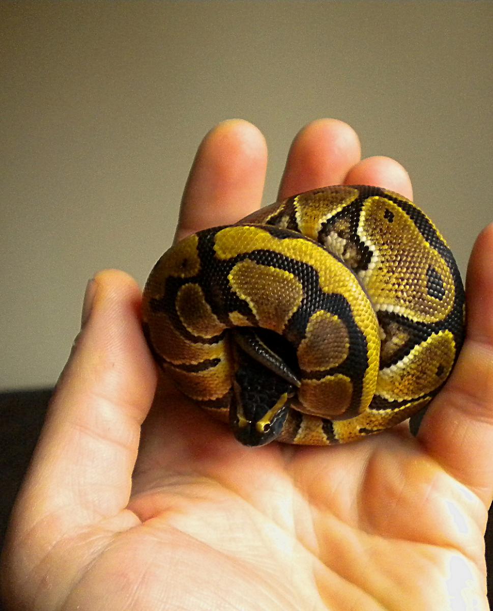 ball python hatchling 2013