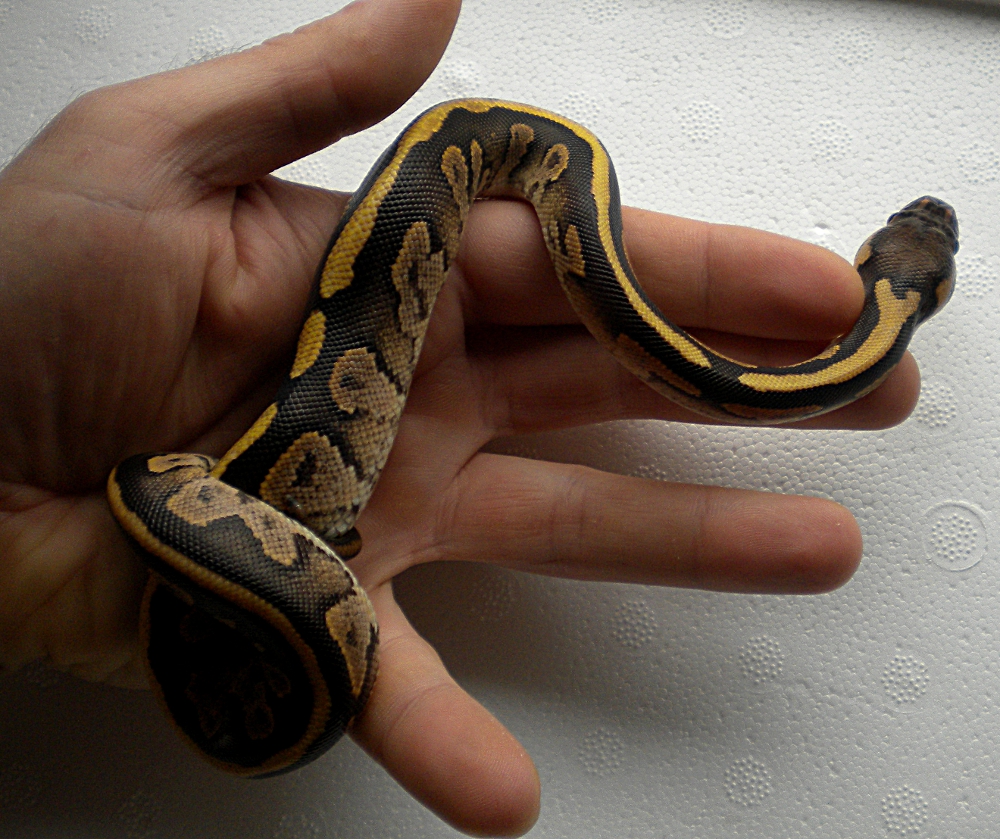 Odd ball python hatchling 2013