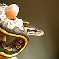 Odd ball python hatchling 2013