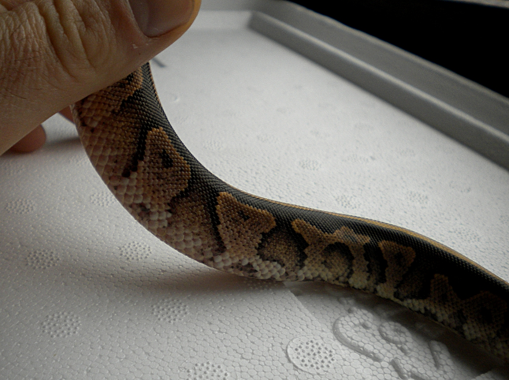 Odd ball python hatchling 2013