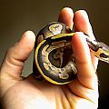 Odd ball python hatchling 2013