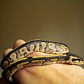 Odd ball python hatchling 2013