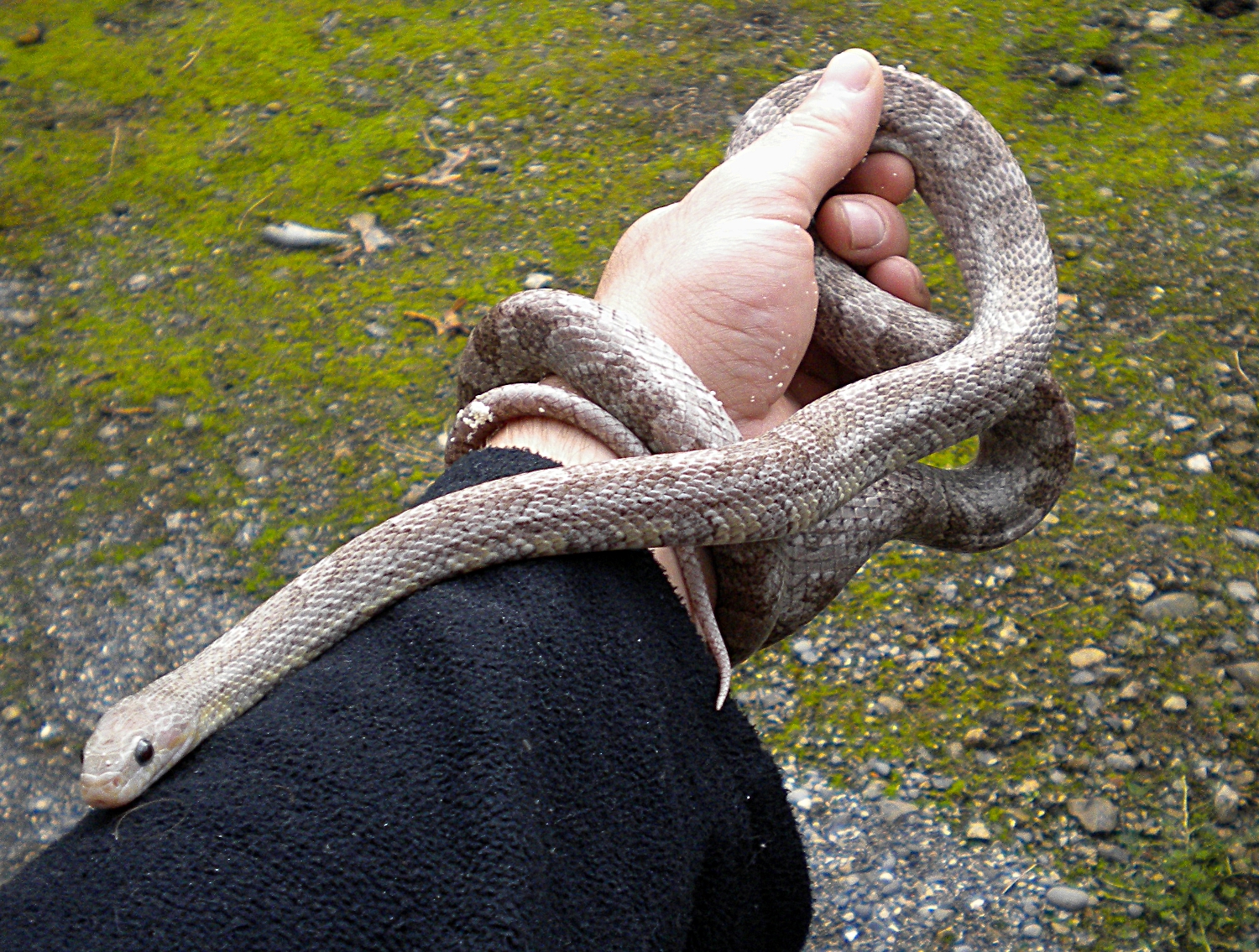 lavender corn snake