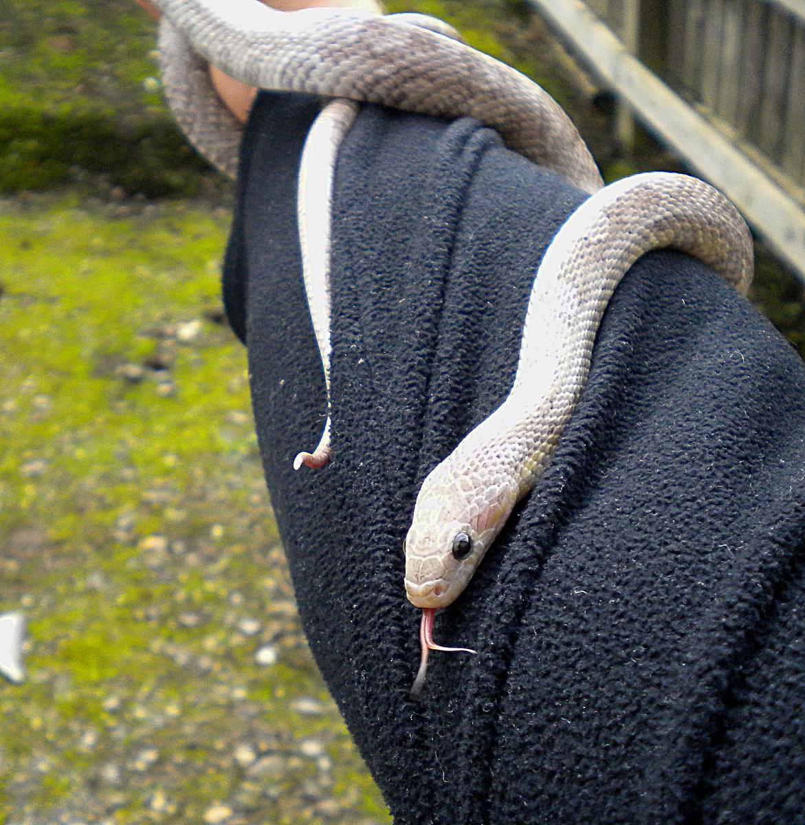 lavender corn snake