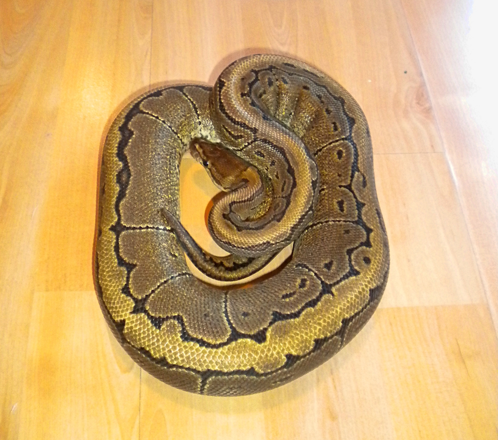 Ball python pinstripe female
