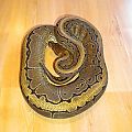 Ball python pinstripe female