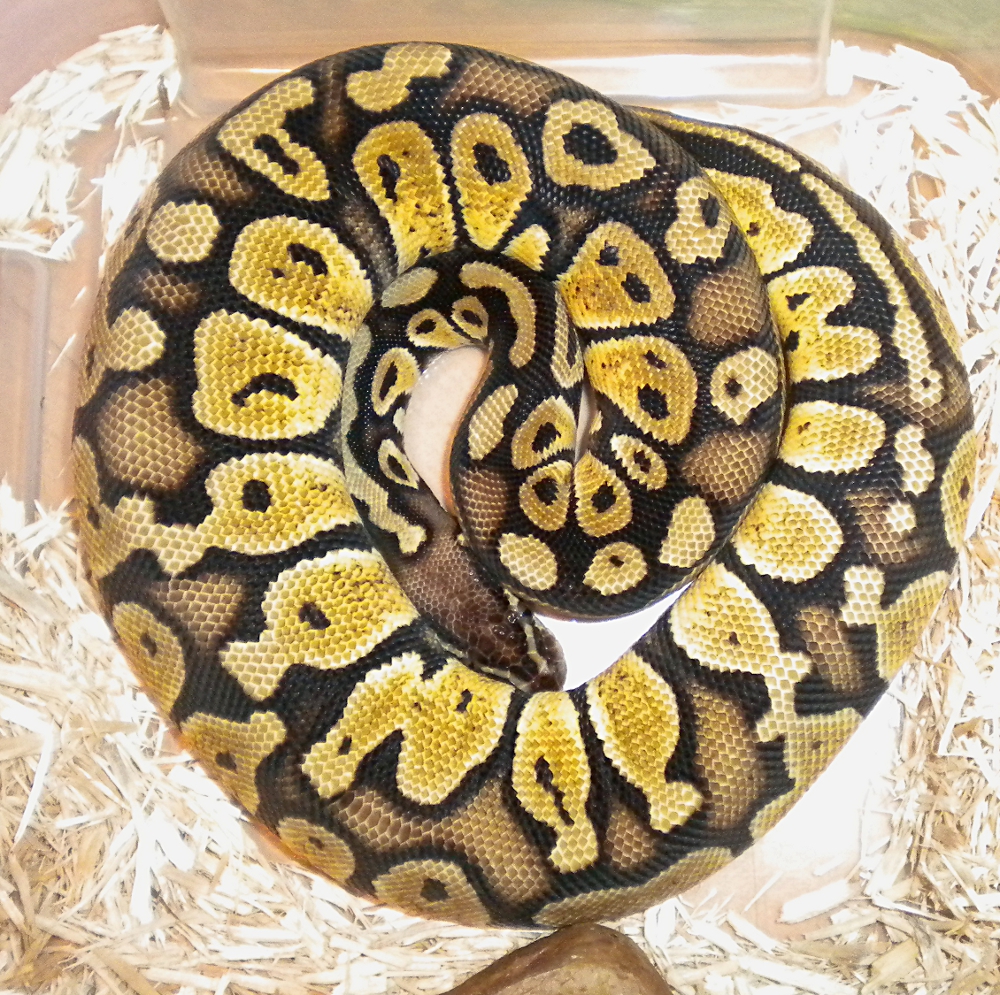 Ball python pastel female