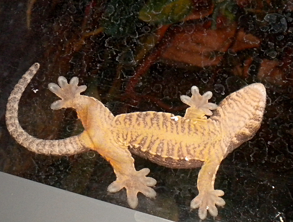 Gehyra marginata
