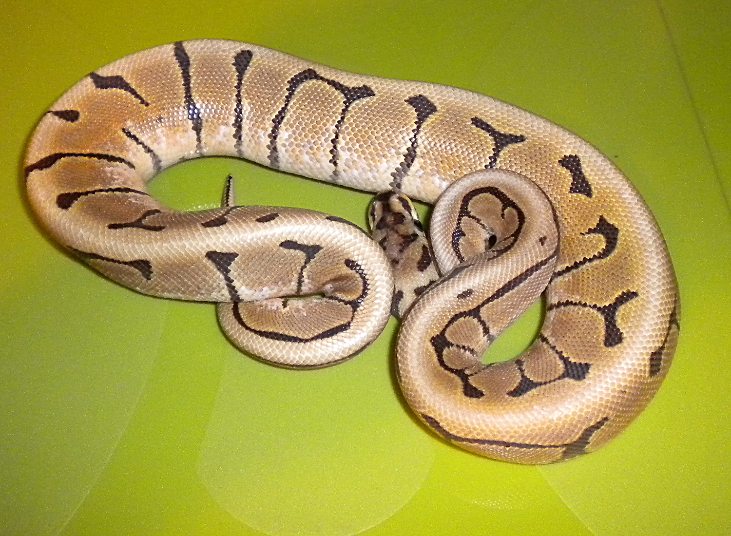 Ball python spider female