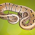 Ball python spider female