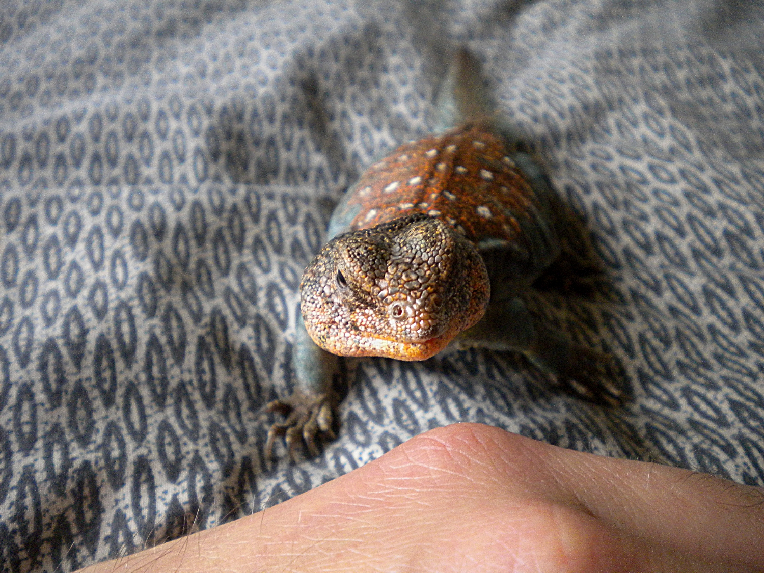 Uromastyx ocellata male
