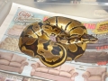 some of my snakes