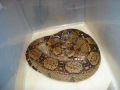 some of my snakes