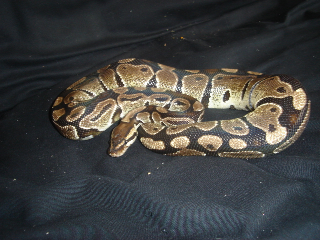 some of my snakes