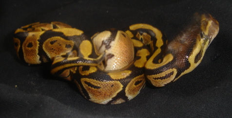 some of my snakes