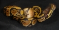 some of my snakes