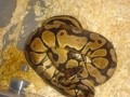 some of my snakes