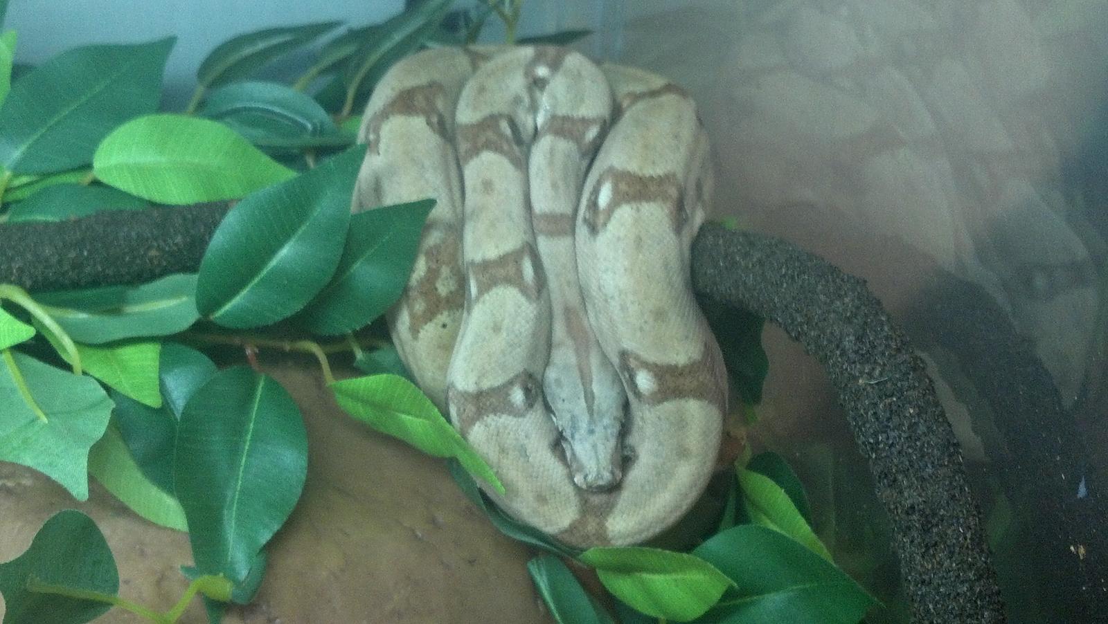Hog Island Boa AKA Queeny