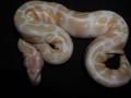 Albino Female