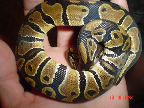Curl 1 Ceasar