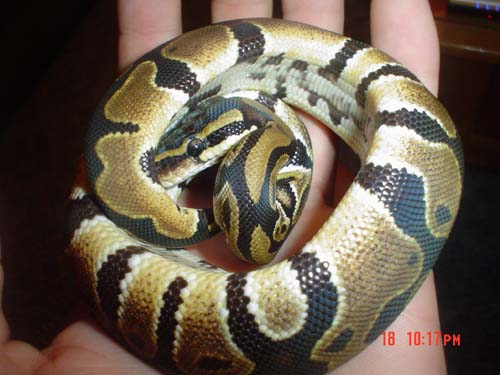 Curl 2 Ceasar