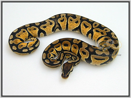 VPI Pastel Female