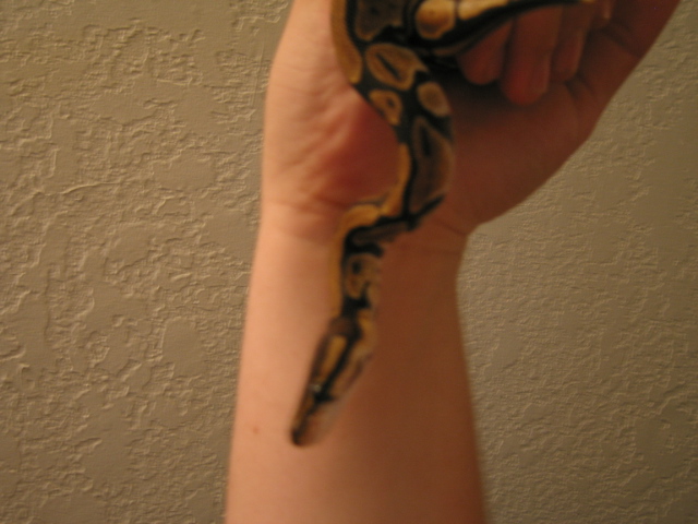 Ow! Why did you bite me?  Cuz I'm a SNAKE!!!