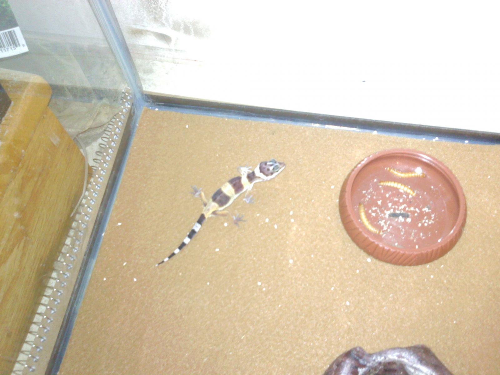 Leopard Gecko