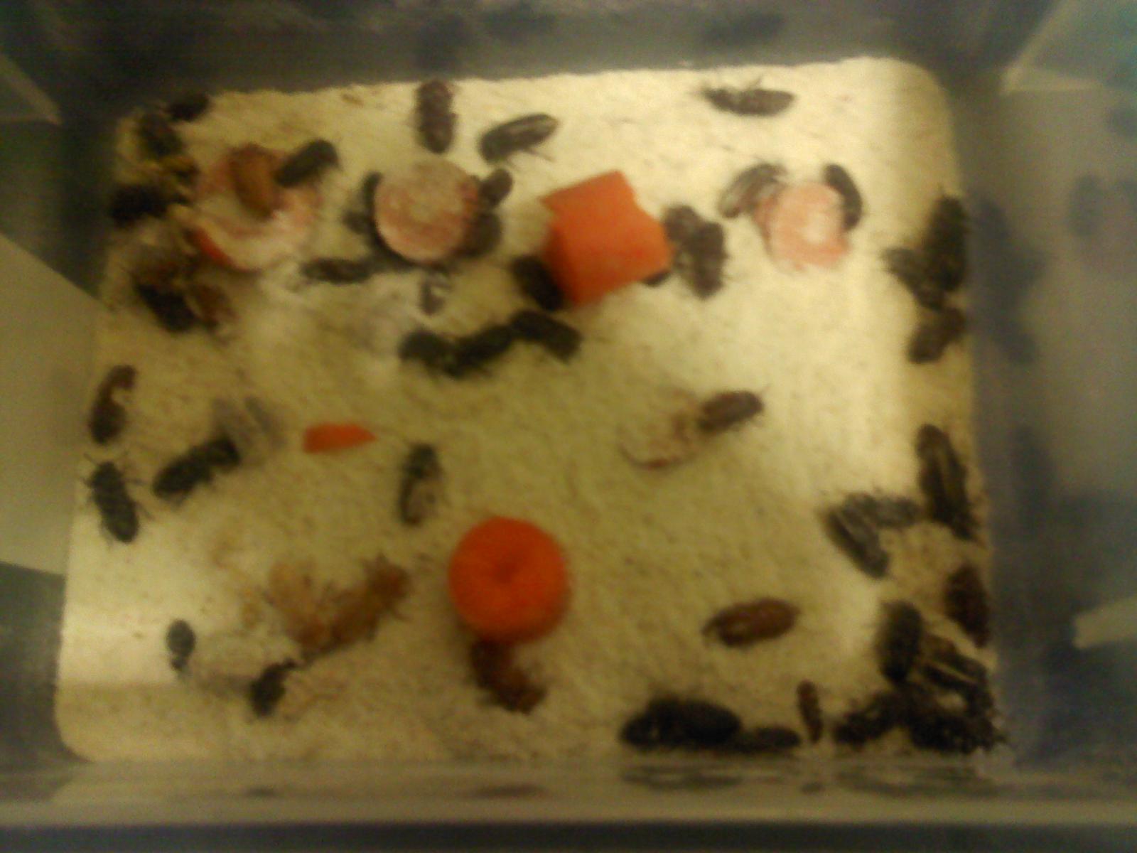 Mealworm Colony