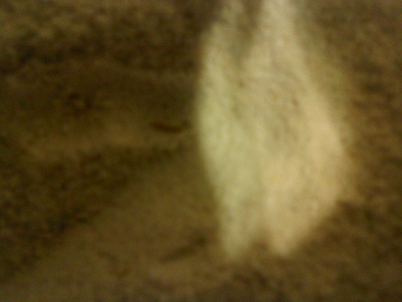 Mealworm Colony