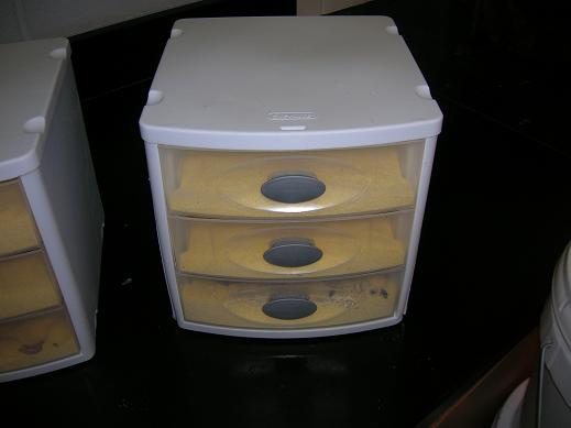 mealworms1
