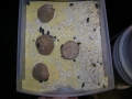 mealworms3