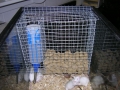 mouse feeder 1
