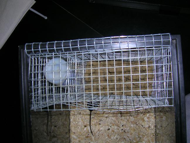 mouse feeder 2