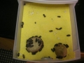 meal worm beetles