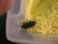 superworm beetle