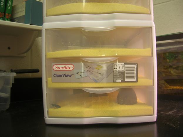 new super worm colony