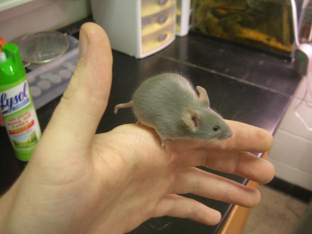 new mouse