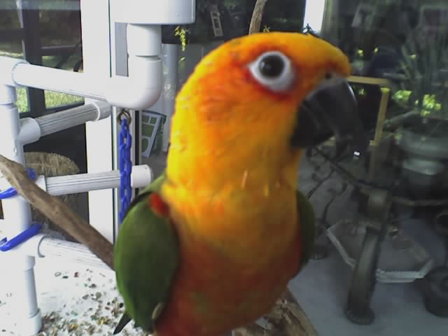 paulie jenday conure