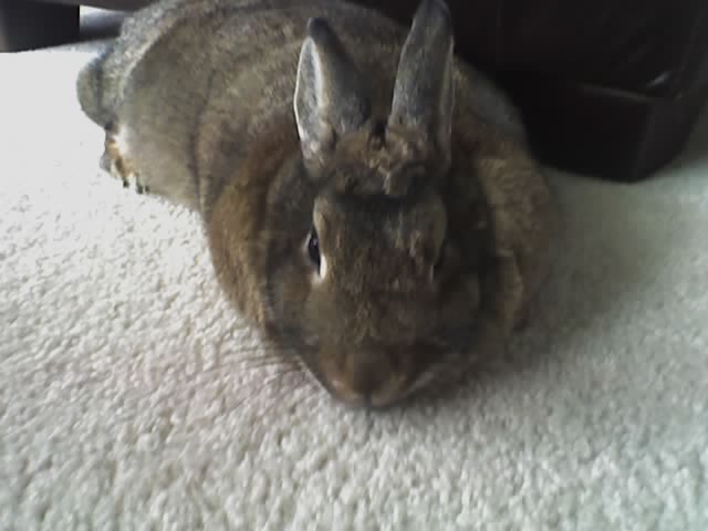 brownie our rabbit