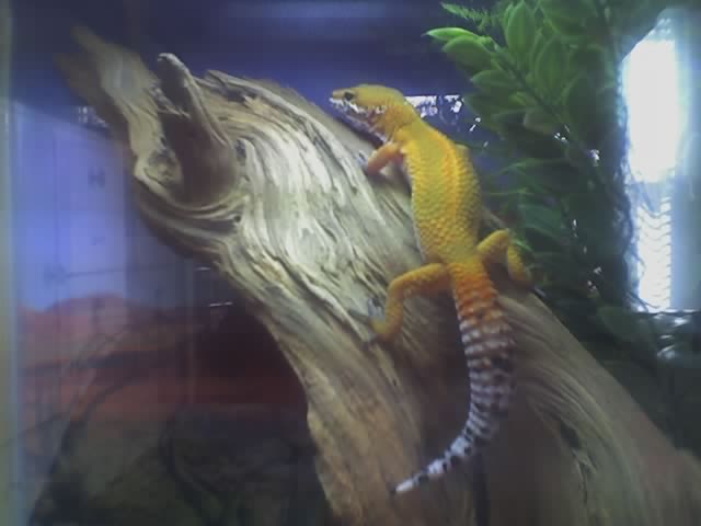 kellie my leo