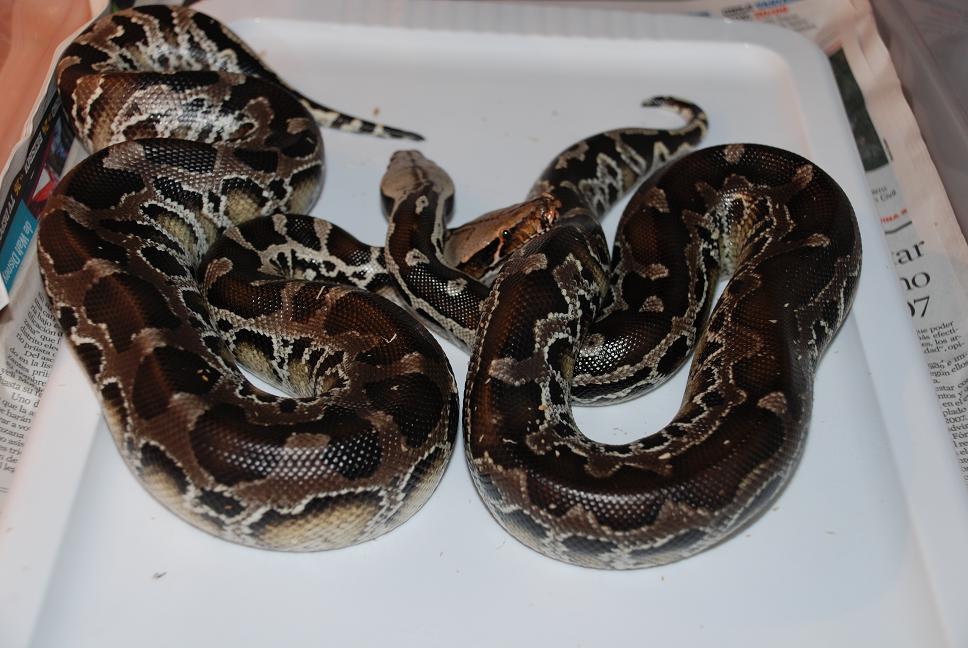Black Blood pair