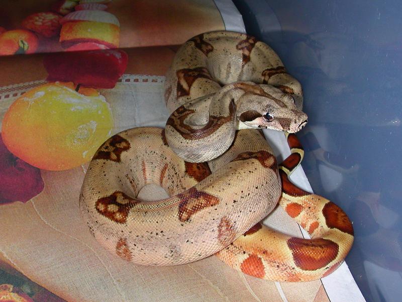 Male Hypo het albino Boa