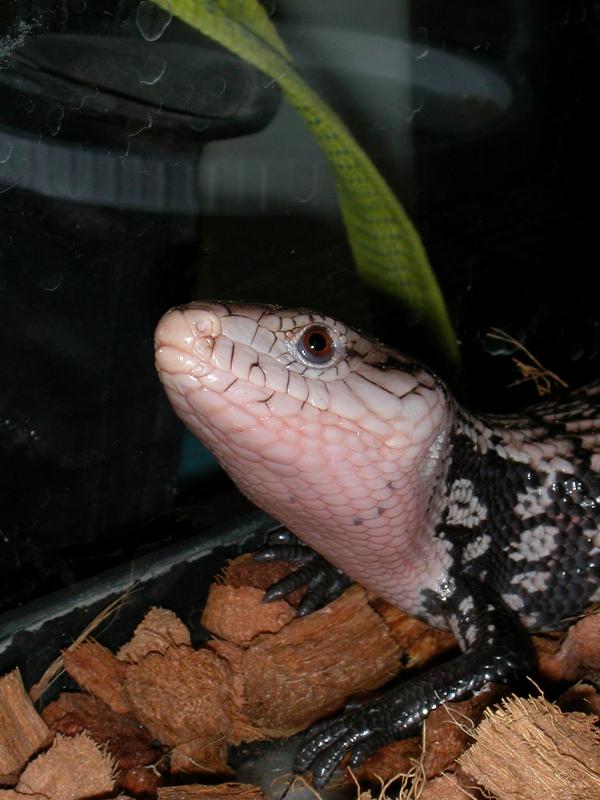 Indo Blue Tongue skink