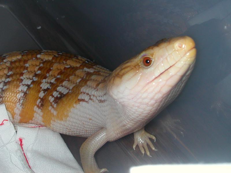 Pure Orange Blue Tongue skink