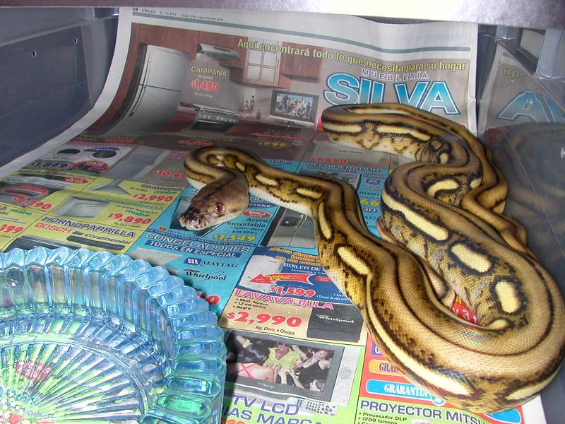 Female Super Tiger Retic