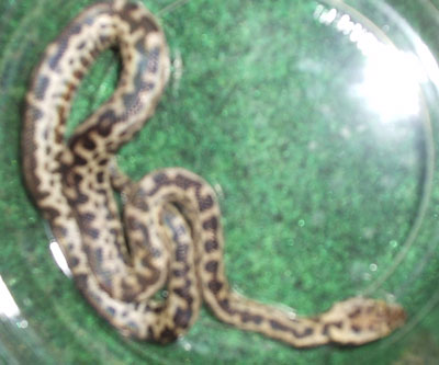 Spotted Python
